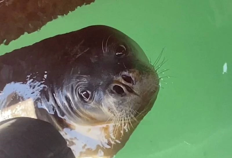 Balıkçılara Akdeniz fokundan tatlı sürpriz
