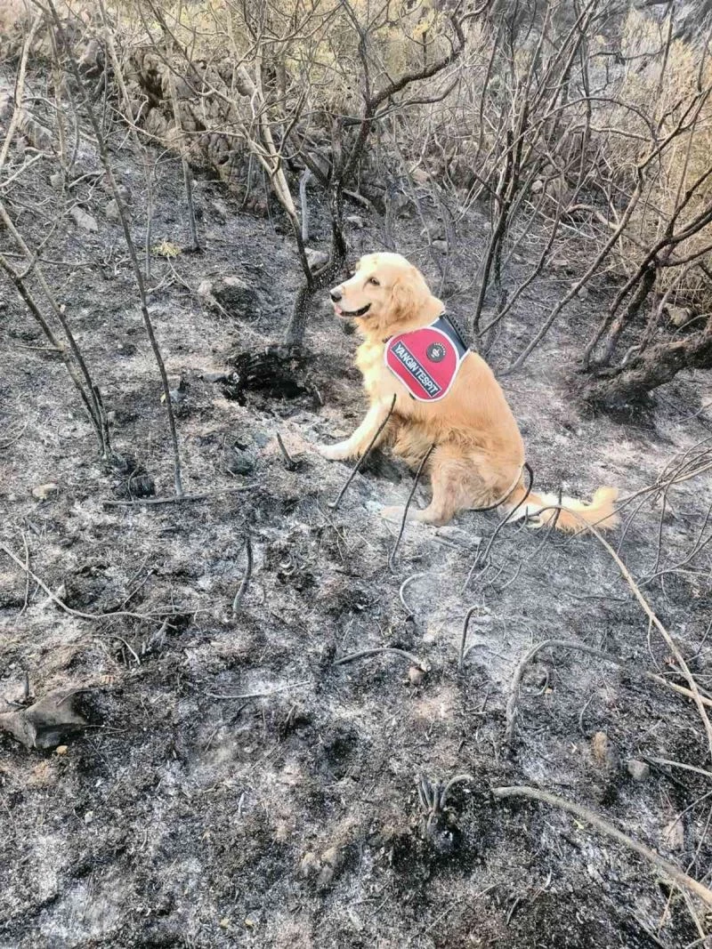 Yangının çıktığı noktayı ‘Kadro’ tespit etti
