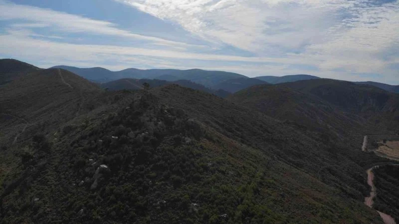 Küle dönen ormanlar yeşerdi
