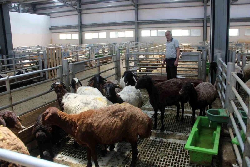 Kurbanlık satışlarında küçükbaş hayvanlar revaçta
