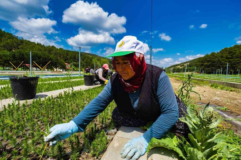 Yozgat’ta üretilen 3 milyon 400 bin fidan 