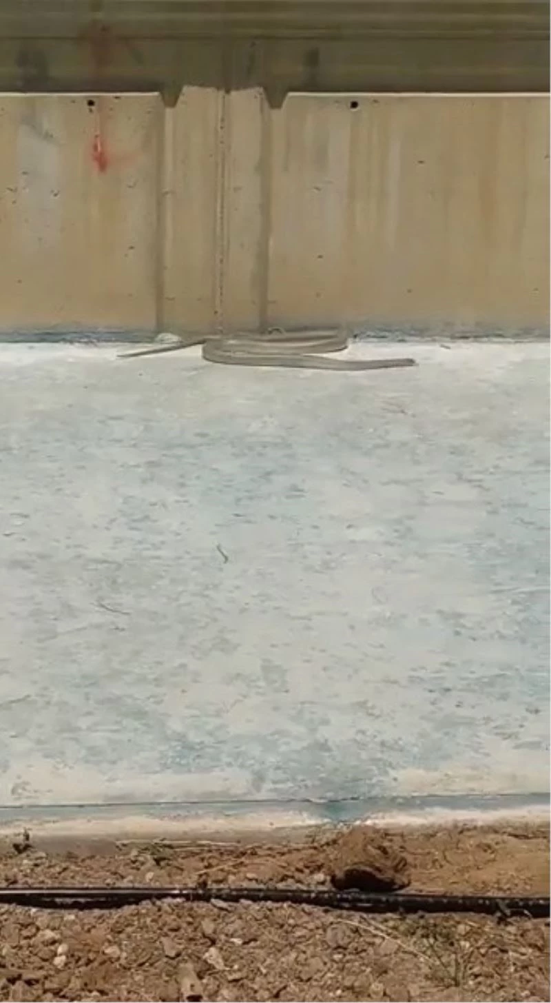 Sıcaklarla birlikte kaldırımlarda ortaya çıkan yılanlar tedirgin etti
