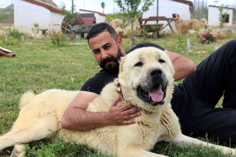 Uzman Kangal yetiştiricisi Taşdelen; Kangal köpeği Sivas’ta tanıtılmalı
