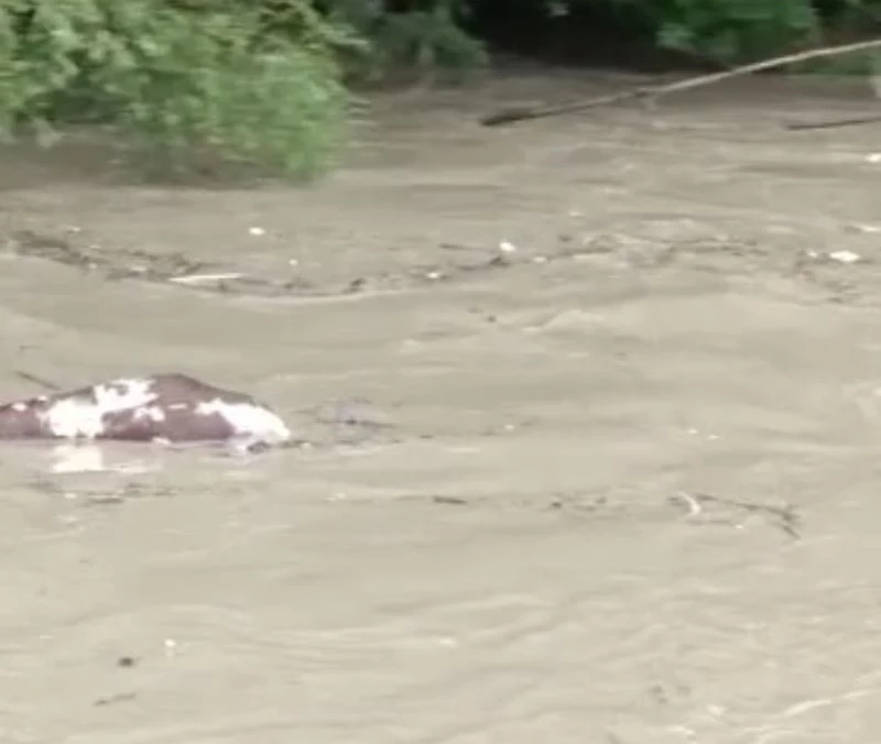 Sel sularına kapılan büyükbaş hayvan telef oldu
