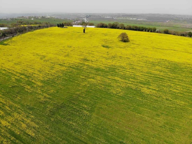 Samsun’da kanola ekimi yaygınlaştırılacak
