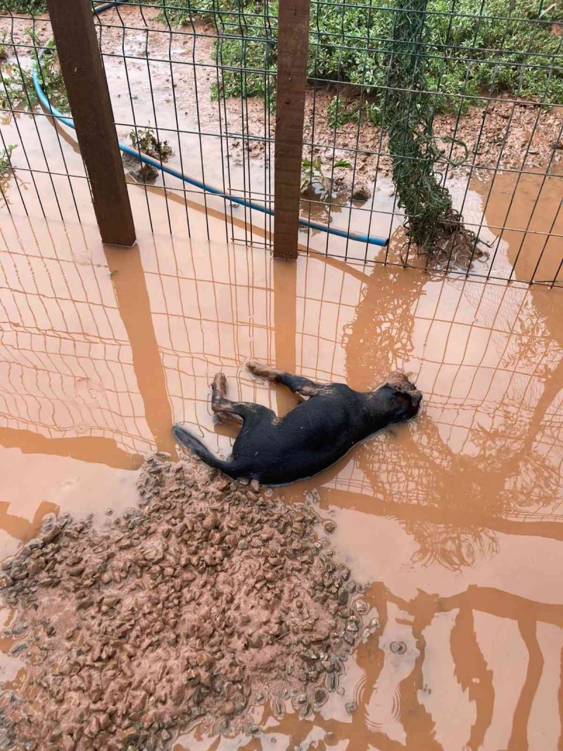 Bartın’daki sel taşkınında özel bir barınaktaki 56 köpek telef oldu
