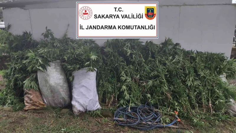 Evlerinin bahçelerinde Hint keneviri yetiştiren 3 kişiye gözaltı
