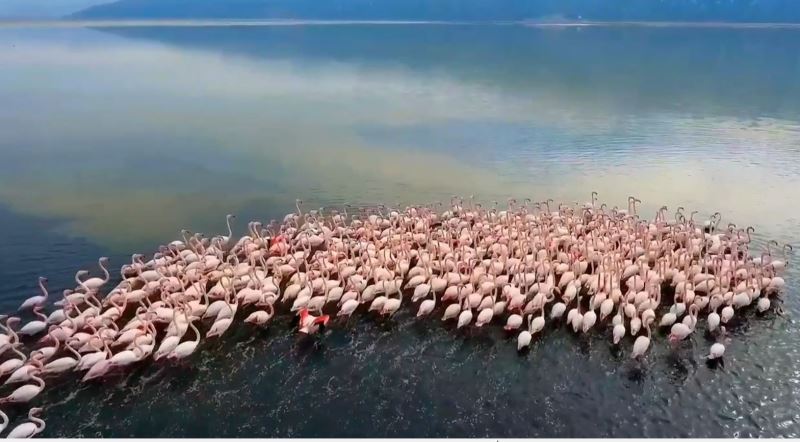 Acıgöl’de flamingolar böyle görüntülendi
