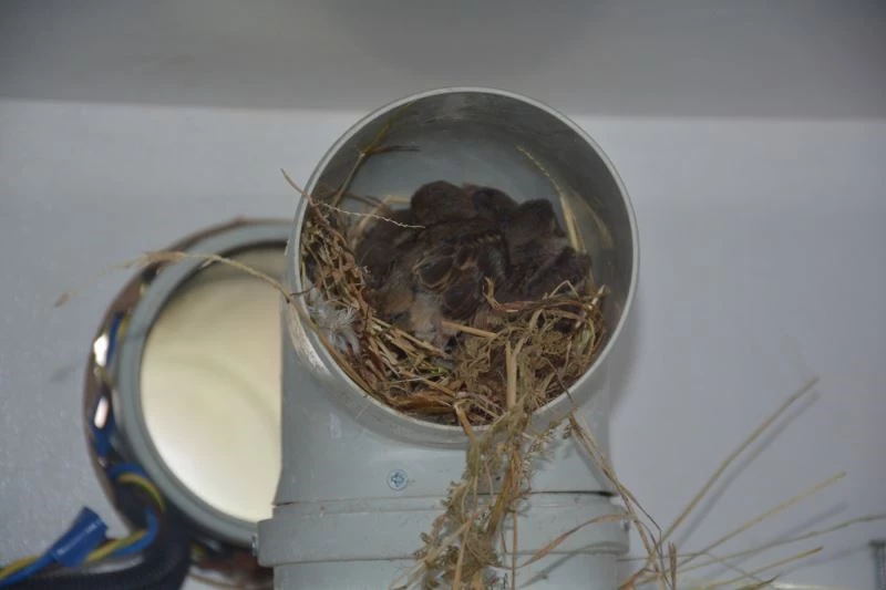 Sinop’ta kuşlar aspiratör bacasına yuva yaptı
