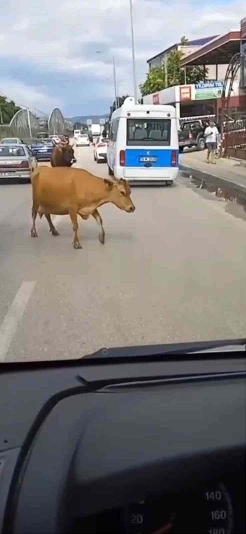 Ana yola inen inekler araç sürücülerine zor anlar yaşattı
