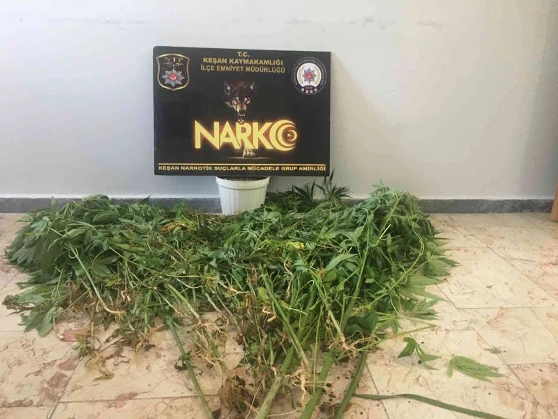 Evlerinin bahçelerini kenevir tarlasına çevirdiler
