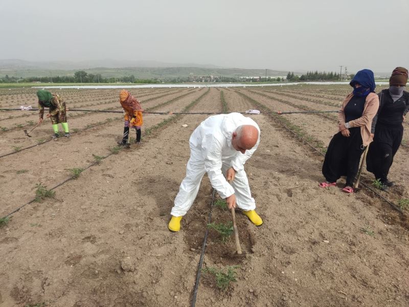 Bakan Kiriçci Kahramankazan’ı ziyaret etti, tarlada çapa yaptı
