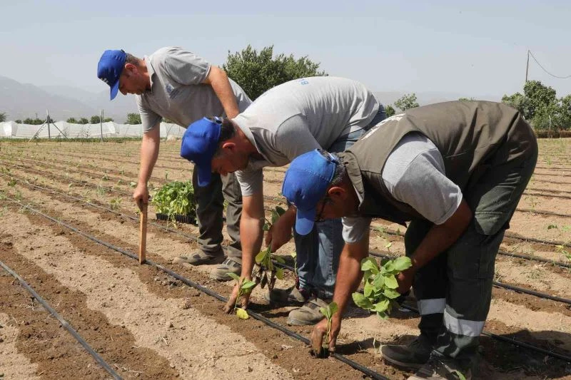 Aydın Büyükşehir Belediyesi gelecek yılın tohumlarını yetiştiriyor
