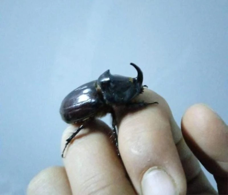 Adıyaman’da gergedan böceği görüldü
