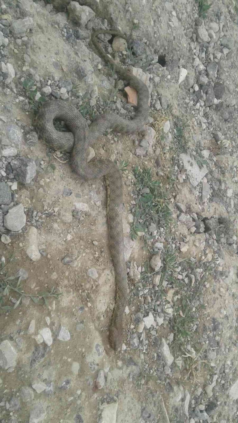 Çukurca’da engerek yılanı görüntülendi
