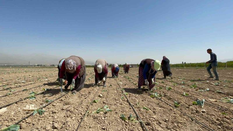 Niğde’de beyaz lahana dikimi başladı
