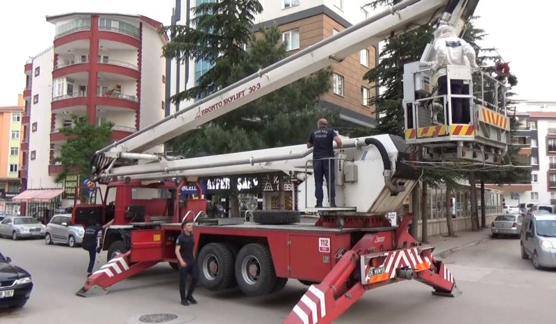 Başkentte çam ağacına oğul veren arılar kurtarıldı
