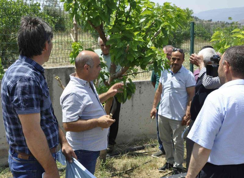 Eskişehir’de ipekböcekçiliği yaygınlaşıyor
