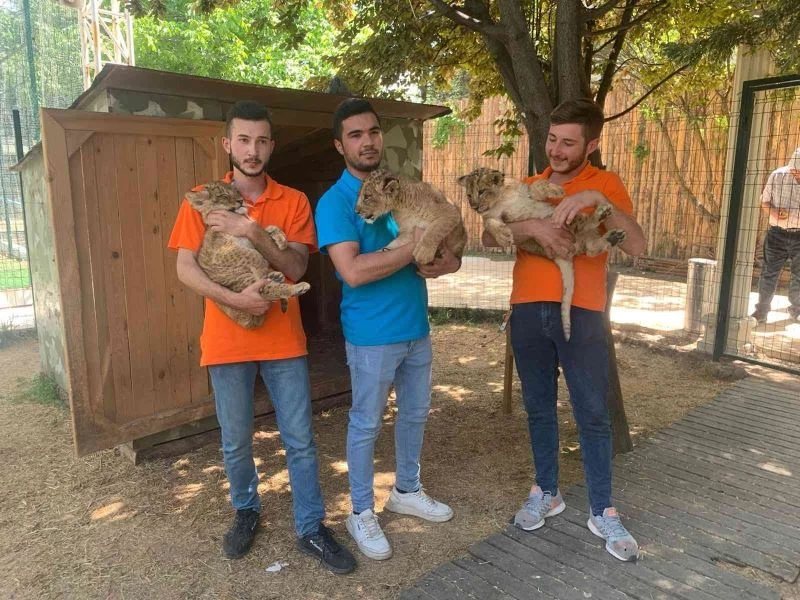 Başkentin yavru aslanlarının isimleri belli oldu: “Ankara, İstanbul ve Kiev”
