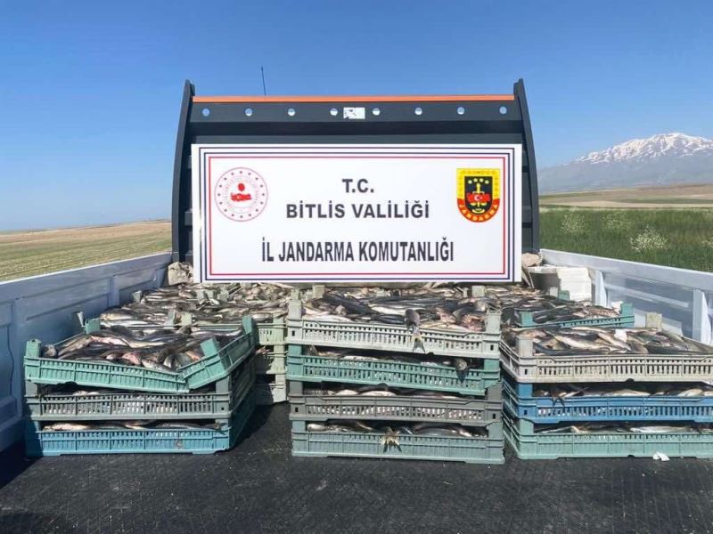 Bitlis’te kaçak avlanmış 2 ton 350 kilo inci kefali ele geçirildi
