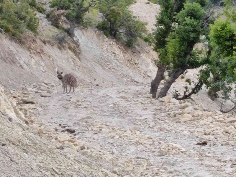 Adıyaman’da yerleşim yeri yakınlarında sırtlan görüntülendi
