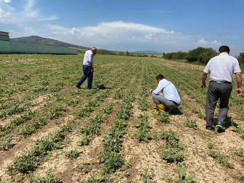 Aslanapa’da dolunun ürünlerdeki etkileri tespit ediliyor
