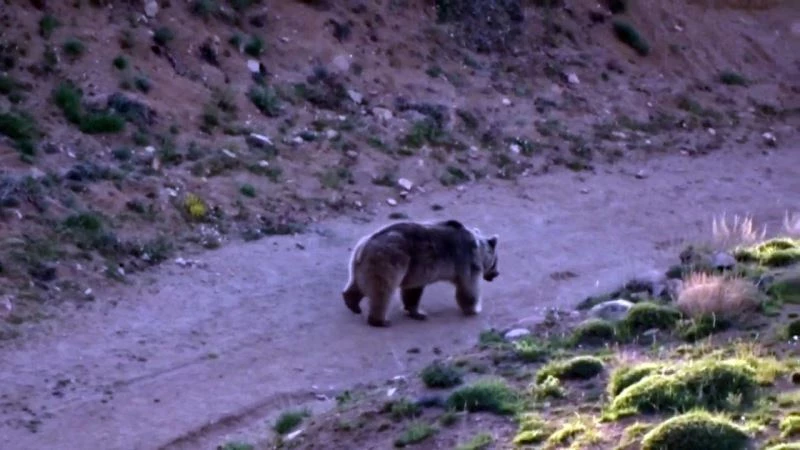Doğa yürüyüşünde boz ayı ile karşılaştılar
