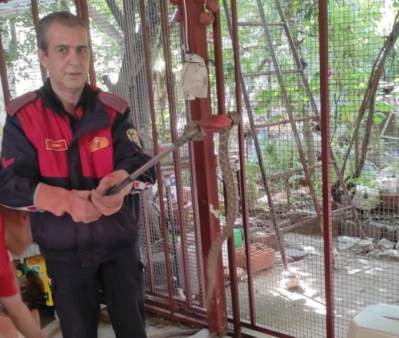 Aydın’da zehirli yılan paniği
