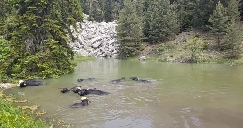 Mandaların göle girmesi Afrika belgesellerini hatırlattı
