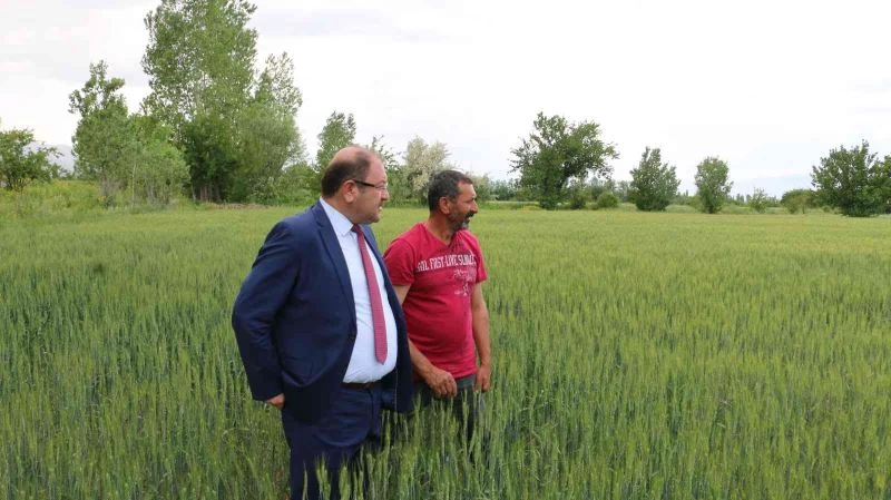 Yağışlar yüz güldürüyor, hububatta rekolte artışı bekleniyor
