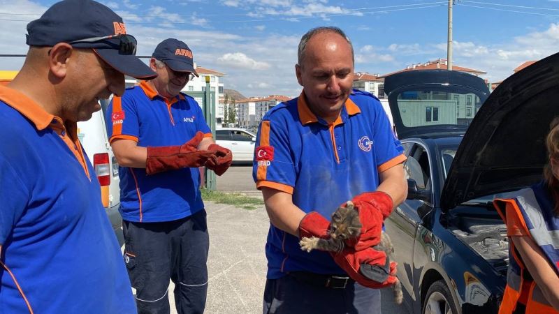 Otomobilin motor kısmına sıkışan yavru kediyi AFAD kurtardı
