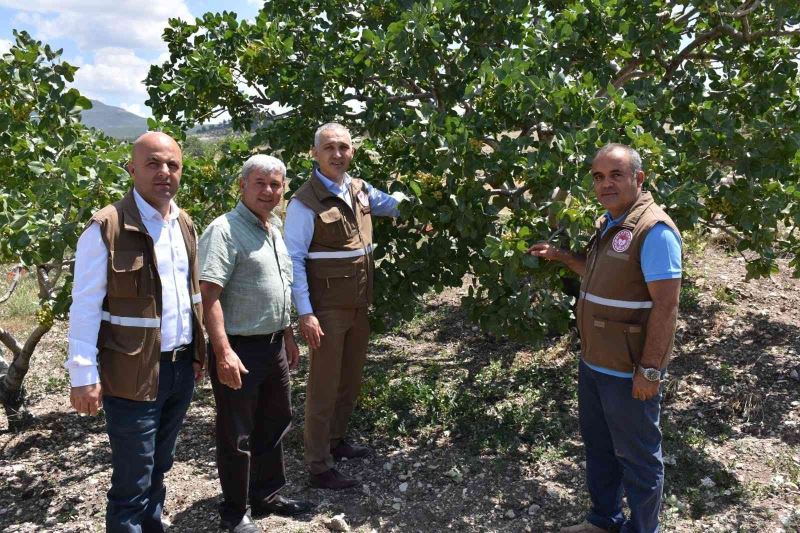 ’Menengiçten Antep Fıstığına Giden Yol’ Selendi’den geçiyor
