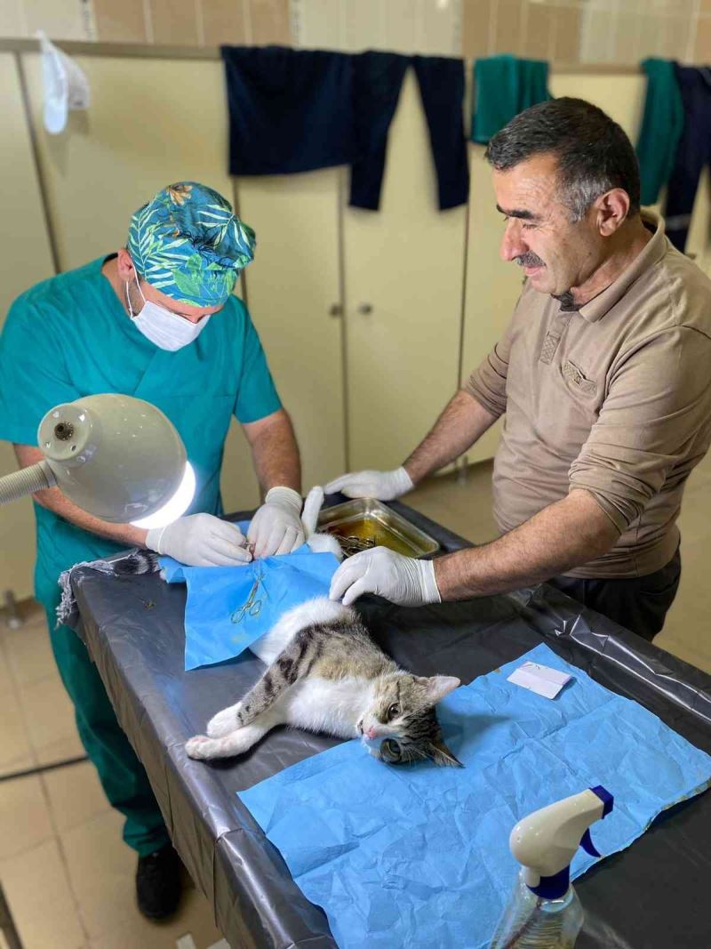 Hakkari’de hayvanları kısırlaştırma çalışması
