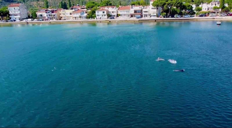 Yunuslardan Gemlik Körfezi’nde görsel şölen
