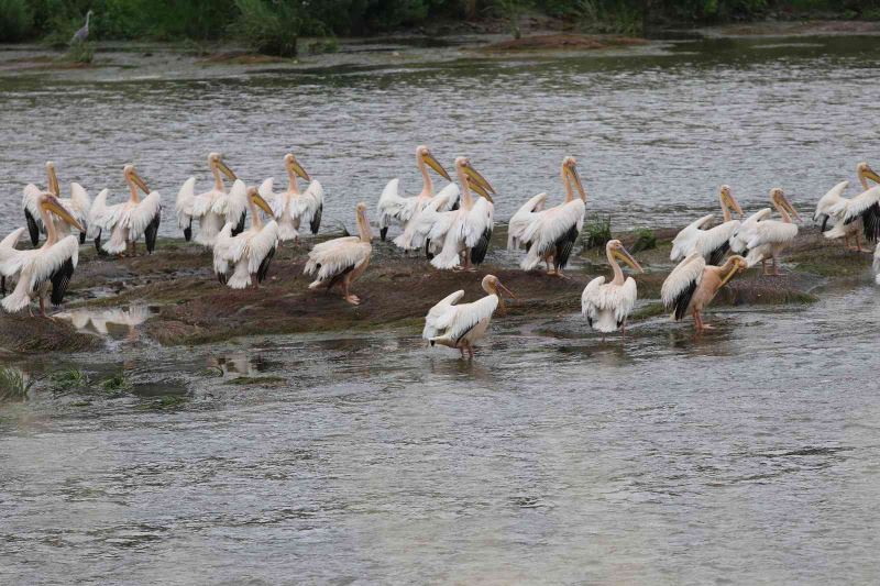 Yeşilırmak’ın sevimli misafirleri: Pelikan sürüsü ilk kez görüldü
