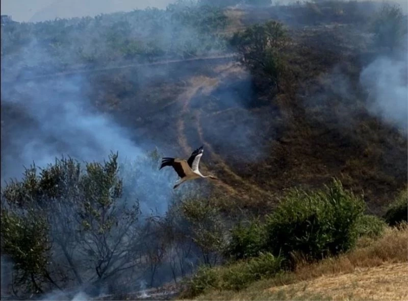 Yangından kaçmaya çalışan leylek böyle fotoğraflandı
