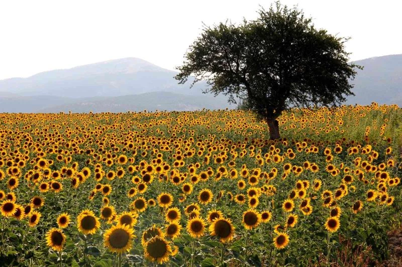 Devletin tohum desteğiyle araziler sarıya büründü
