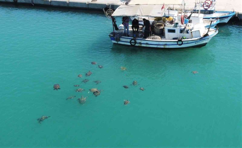 Balıkçıların dostu caretta carettalar döndü, bu kez kat kat fazla
