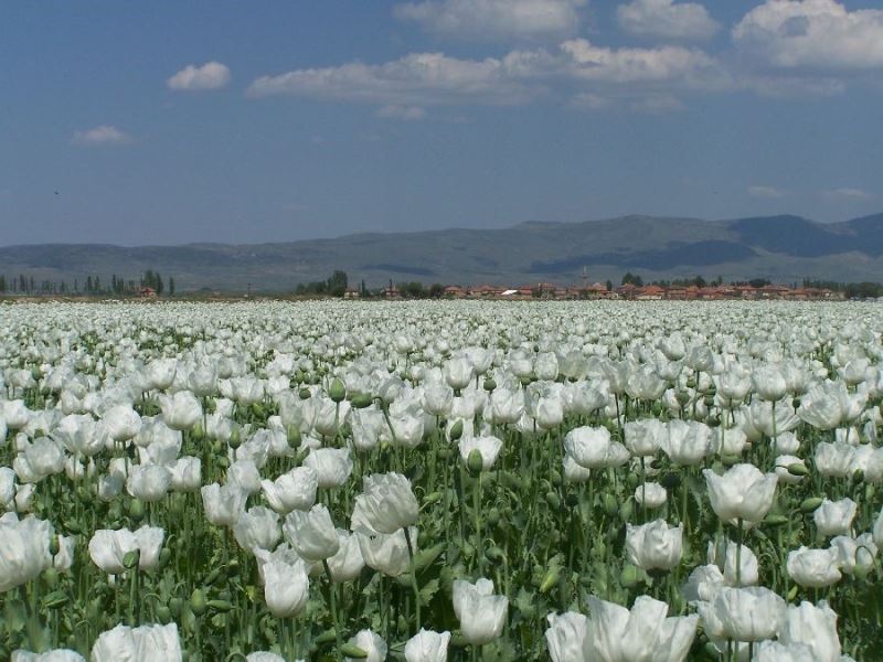 Haşhaş tohumu ihracatında yüzde 923’lük rekor artış
