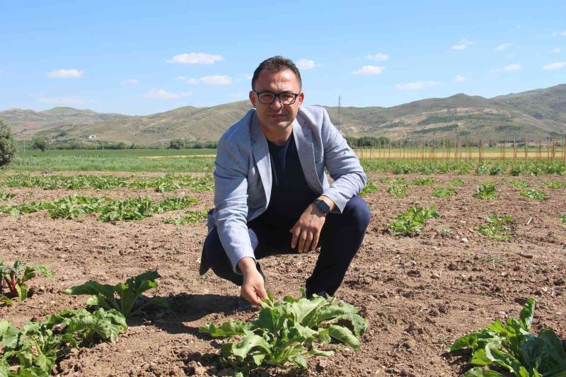 Şeker pancarında dışa bağımlılıktan kurtulmaya az kaldı
