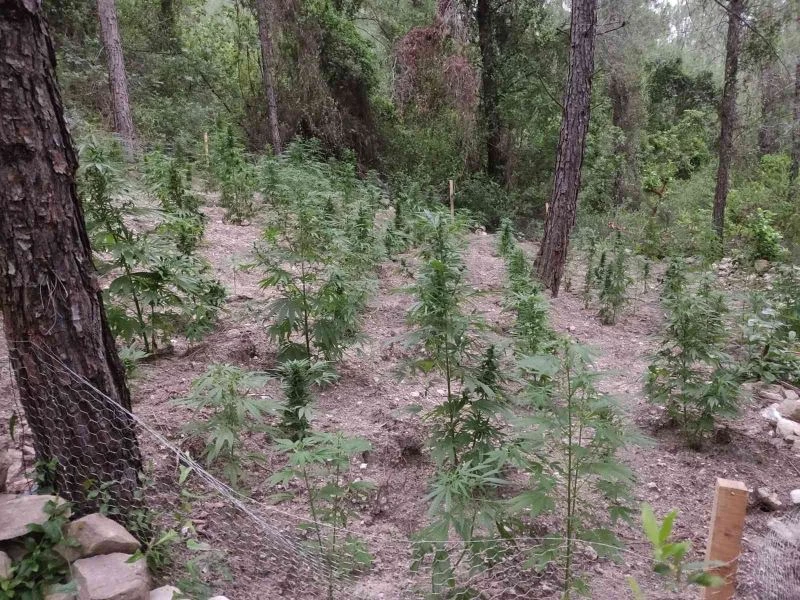 Sumbas’da 120 kök Hint keneviri ele geçirildi
