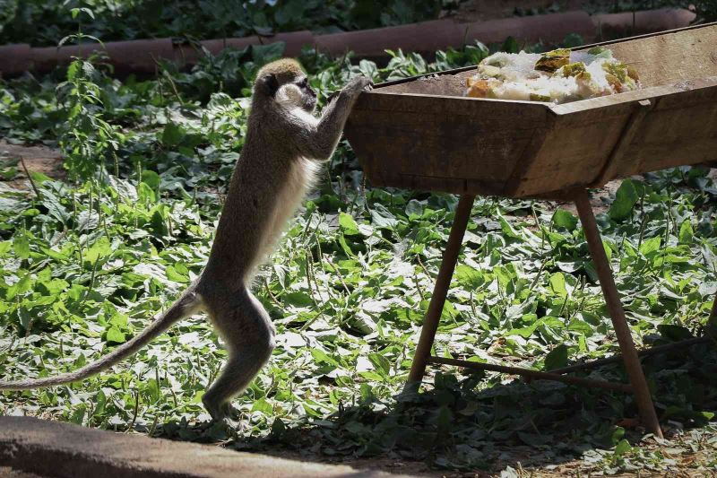 Maymunlara özel buzlu meyve kokteyli, lama ve yaklara fıskiyeli serinlik
