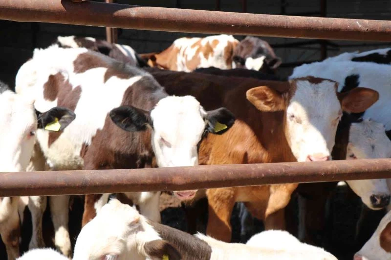 Kırşehirli Besici: 