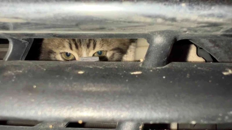 İnatçı kedi, vatandaşları seferber etti
