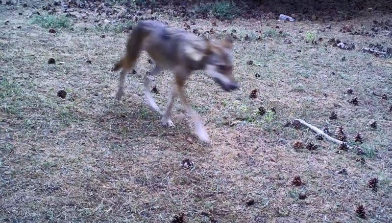 Daha önce fotokapana takılmışlardı, şimdi insan gözüyle görüldü
