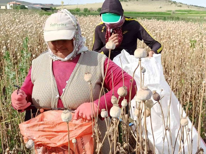  Afyonkarahisar’da haşhaş hasadı başladı
