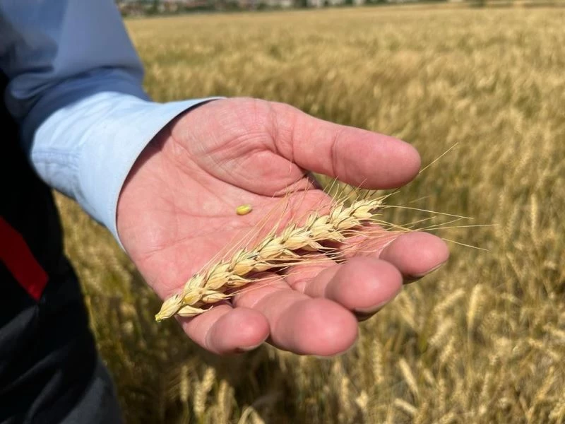  Yağışların ardından verim geçtiğimiz yıla göre 2 kat arttı
