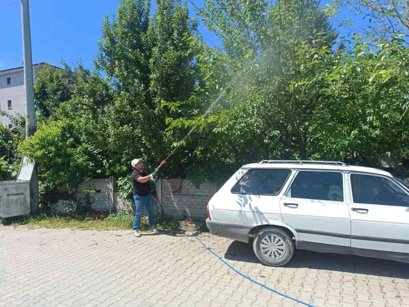 Cumayeri Belediyesi Amerikan Kelebeği’ne karşı mücadele ediyor
