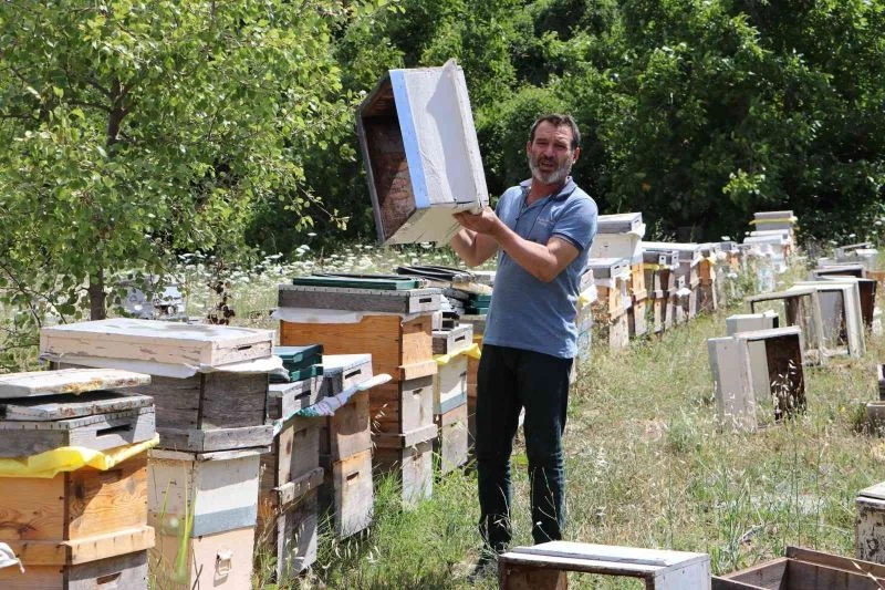 Tekirdağ’da ortaya çıkan tırtıl istilasıyla beraber, ayçiçeği tarlalarının ilaçlanması sonrasında kovanlarından çıkan arılar bir daha geri gelmedi
