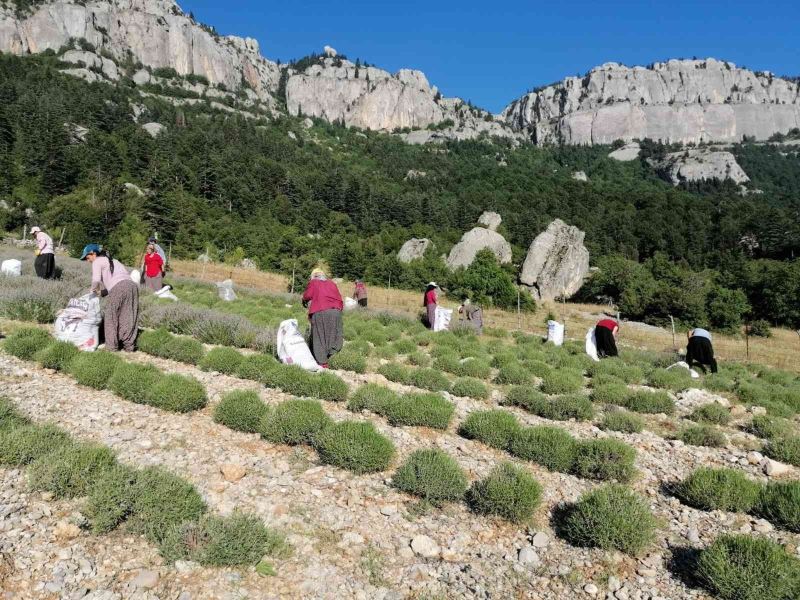 Mor tarlalarda hasat başladı
